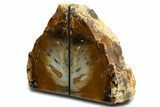 Tall Petrified Wood Bookends - Hubbard Basin, Nevada #338276-2